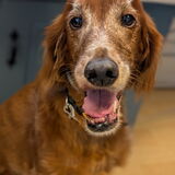 Entry image for Foose