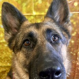 Entry image for Roxy