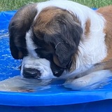 Entry image for Basha