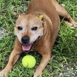 Entry image for Jazzmine