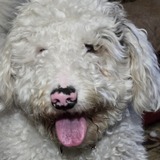 Entry image for Chantilly 