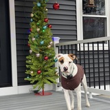 Entry image for Ares