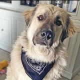 Entry image for Bowser