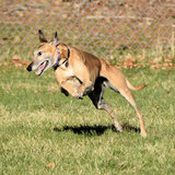 Entry image for Noodle