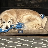 Entry image for Cider