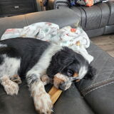 Entry image for Carlton