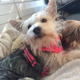 Entry image for Olive Moon