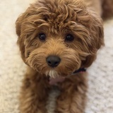 Entry image for Lucy Ball