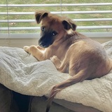 Entry image for Fluffy