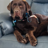 Entry image for Baxter