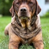 Entry image for Diesel (AKA Dee) 