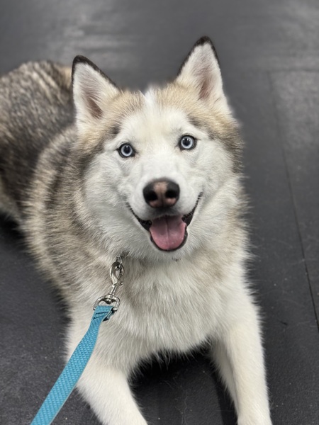 Entry image for Keeda. Clicking this image will show a larger photo