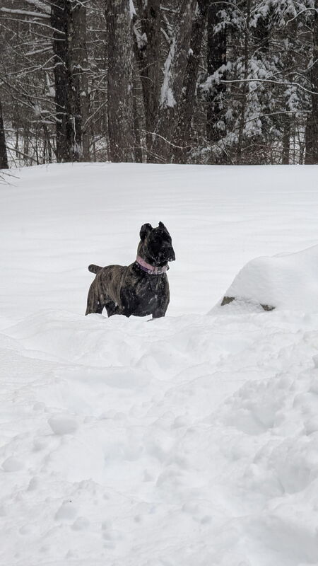 Entry image for Moxie . Clicking this image will show a larger photo