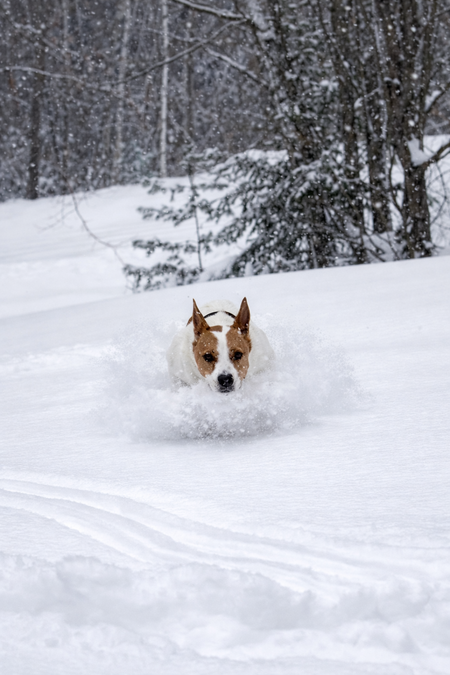 Entry image for Tater Tot . Clicking this image will show a larger photo