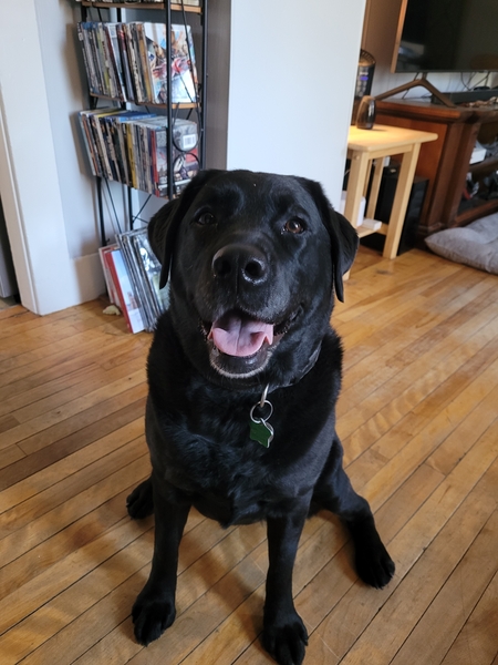 Entry image for Dakota . Clicking this image will show a larger photo