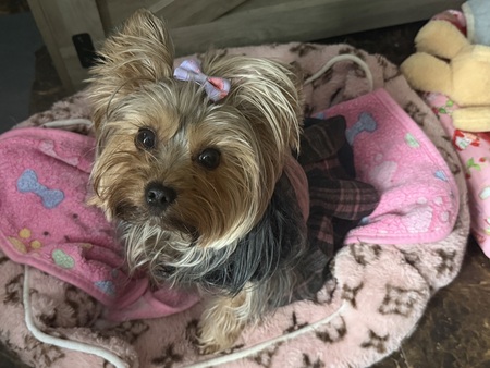 Entry image for Chanel Coco . Clicking this image will show a larger photo