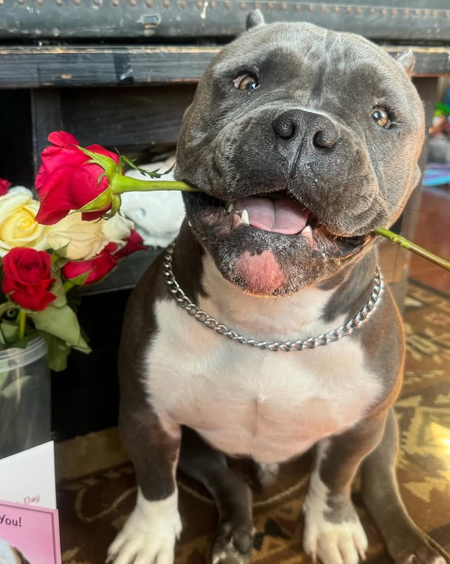 Entry image for Chonk. Clicking this image will show a larger photo