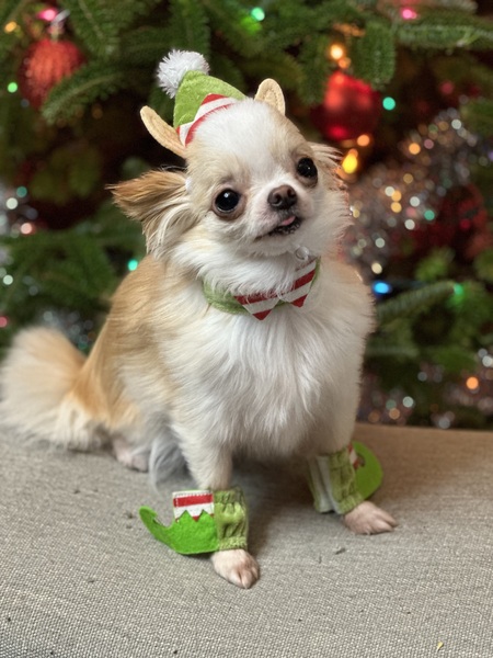 Entry image for Tito. Clicking this image will show a larger photo