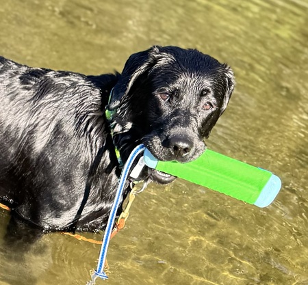 Entry image for Saylor . Clicking this image will show a larger photo