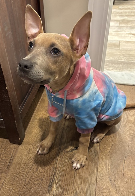 Entry image for Ruby. Clicking this image will show a larger photo