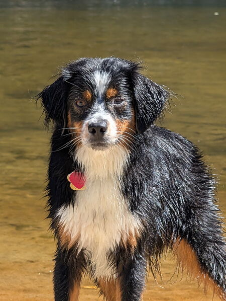 Entry image for Ezra. Clicking this image will show a larger photo