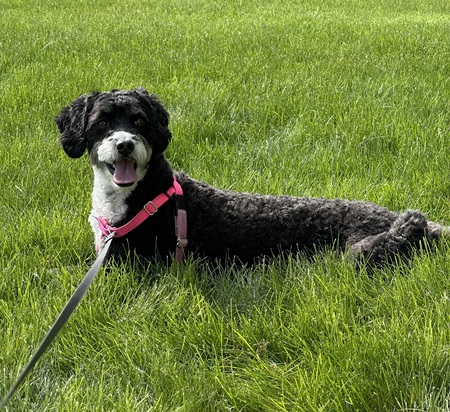 Entry image for Maggie. Clicking this image will show a larger photo