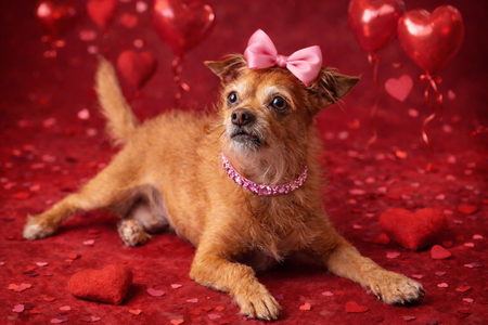 Entry image for Stella. Clicking this image will show a larger photo