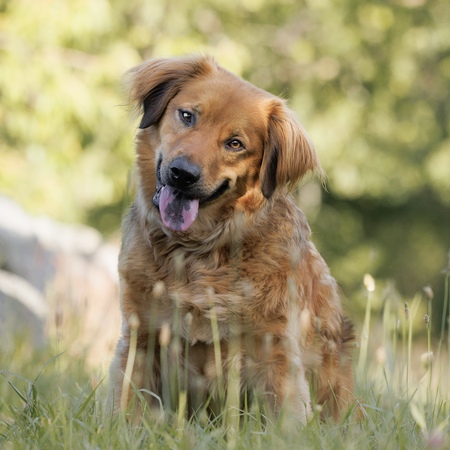 Entry image for Astro. Clicking this image will show a larger photo