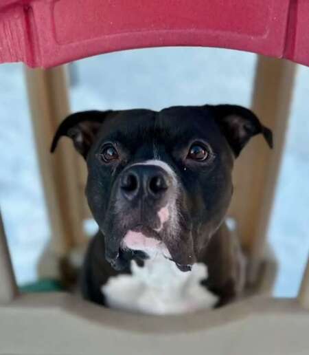 Entry image for Jack. Clicking this image will show a larger photo