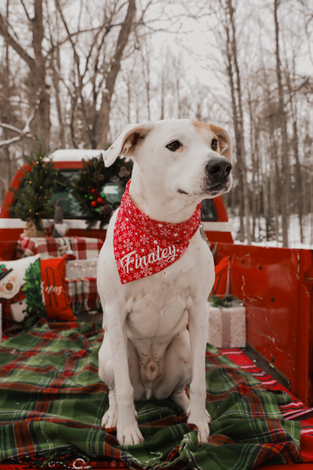 Entry image for Finnley. Clicking this image will show a larger photo