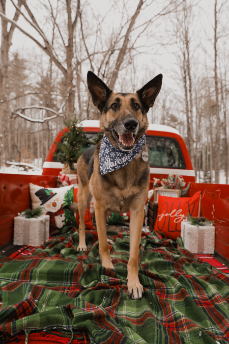 Entry image for Maverick. Clicking this image will show a larger photo