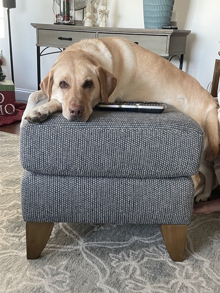 Entry image for Miles. Clicking this image will show a larger photo