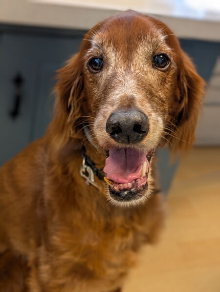 Entry image for Foose. Clicking this image will show a larger photo