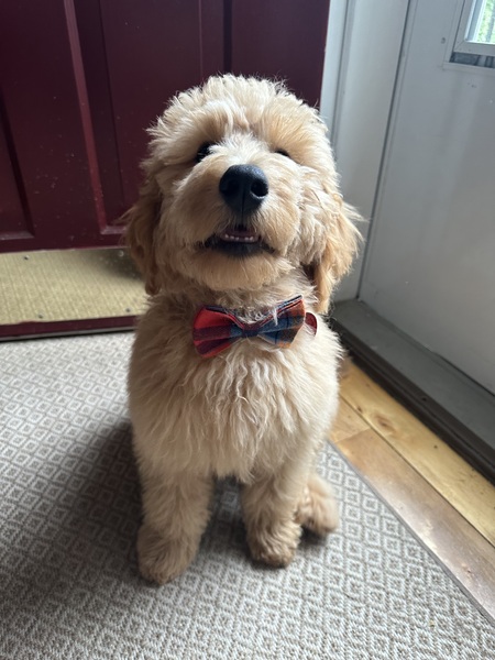 Entry image for Lord Baxter Theodore Bear Hardy. Clicking this image will show a larger photo