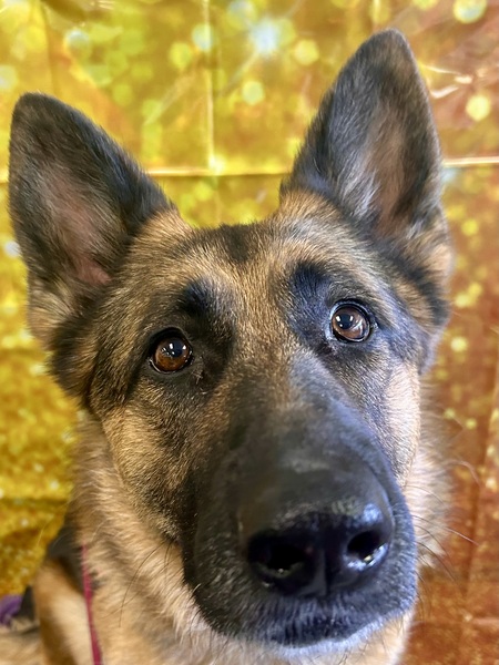 Entry image for Roxy. Clicking this image will show a larger photo