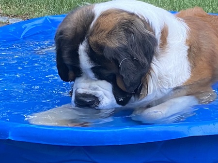 Entry image for Basha. Clicking this image will show a larger photo