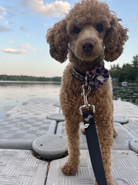 Entry image for Cider. Clicking this image will show a larger photo