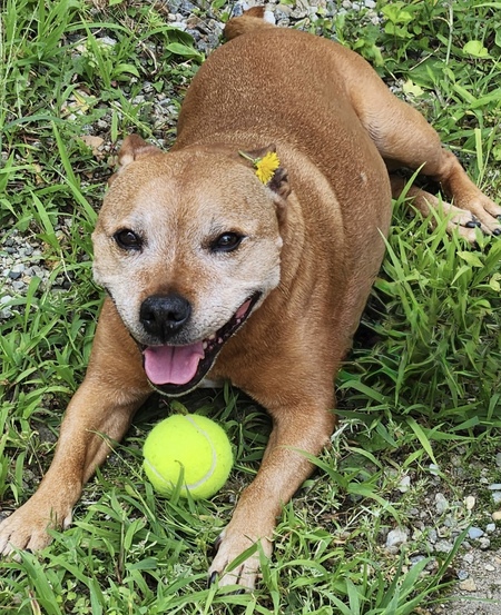 Entry image for Jazzmine. Clicking this image will show a larger photo