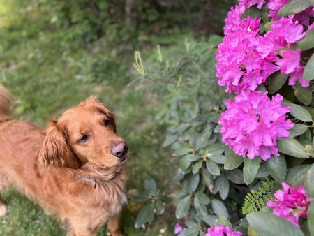 Entry image for Trooper . Clicking this image will show a larger photo