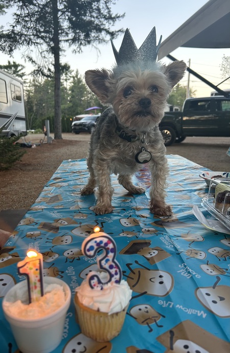 Entry image for Gunner. Clicking this image will show a larger photo