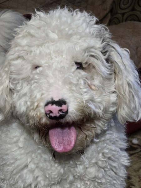 Entry image for Chantilly . Clicking this image will show a larger photo