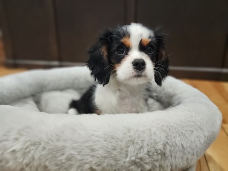 Entry image for CJ. Clicking this image will show a larger photo