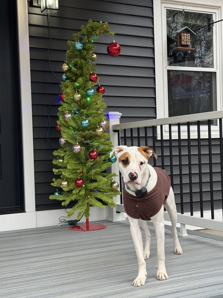 Entry image for Ares. Clicking this image will show a larger photo