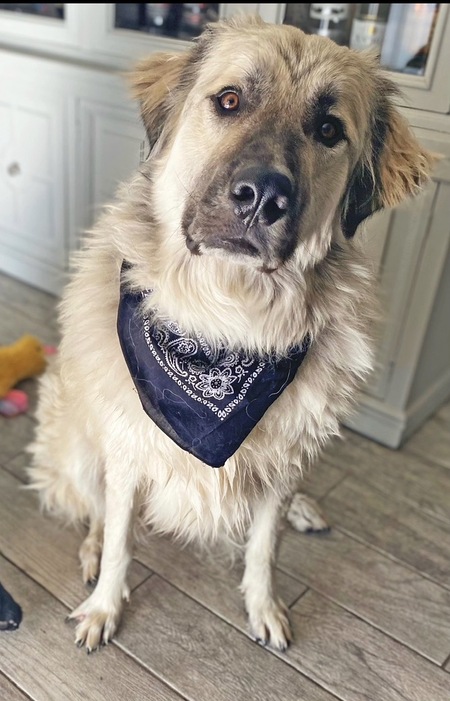 Entry image for Bowser. Clicking this image will show a larger photo