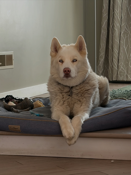 Entry image for Branson. Clicking this image will show a larger photo