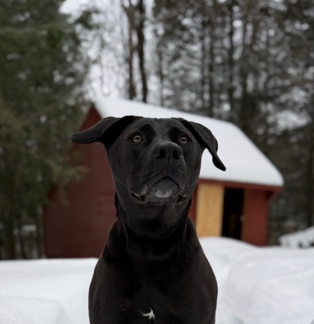 Entry image for Pickles . Clicking this image will show a larger photo