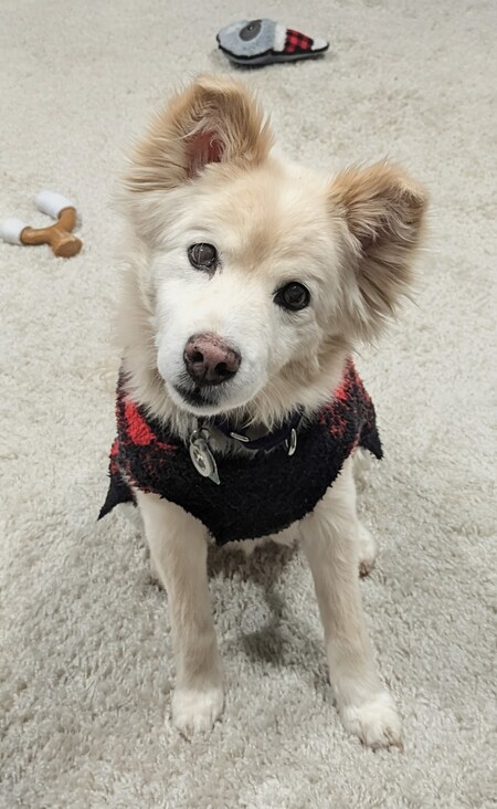 Entry image for Chloe. Clicking this image will show a larger photo