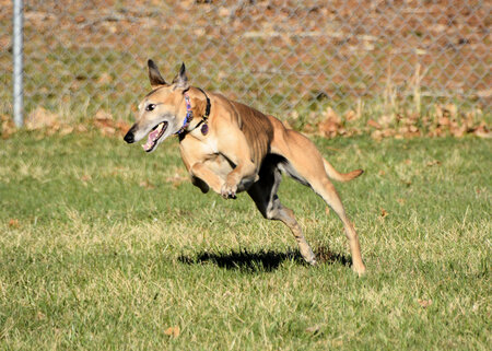 Entry image for Noodle. Clicking this image will show a larger photo