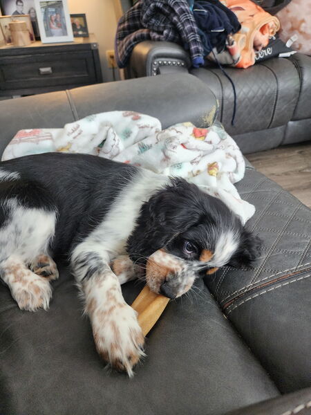 Entry image for Carlton. Clicking this image will show a larger photo