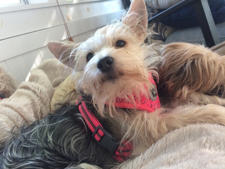 Entry image for Olive Moon. Clicking this image will show a larger photo